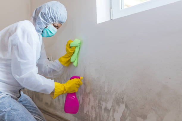 Best Mold Prevention Services in Manchester, PA